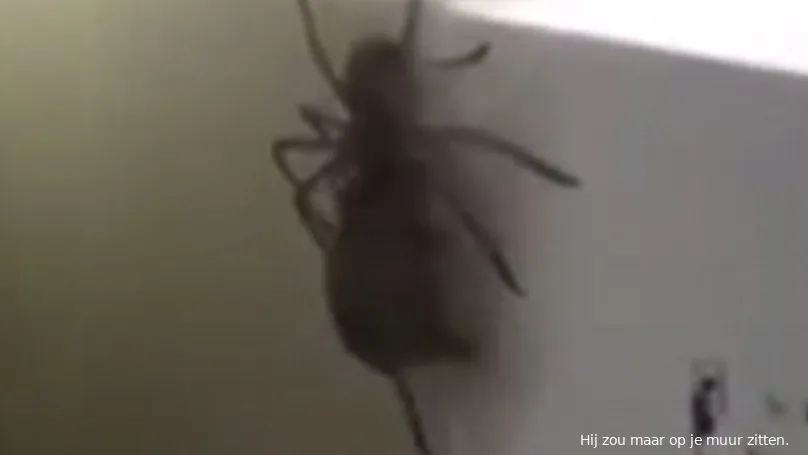 spidermouse