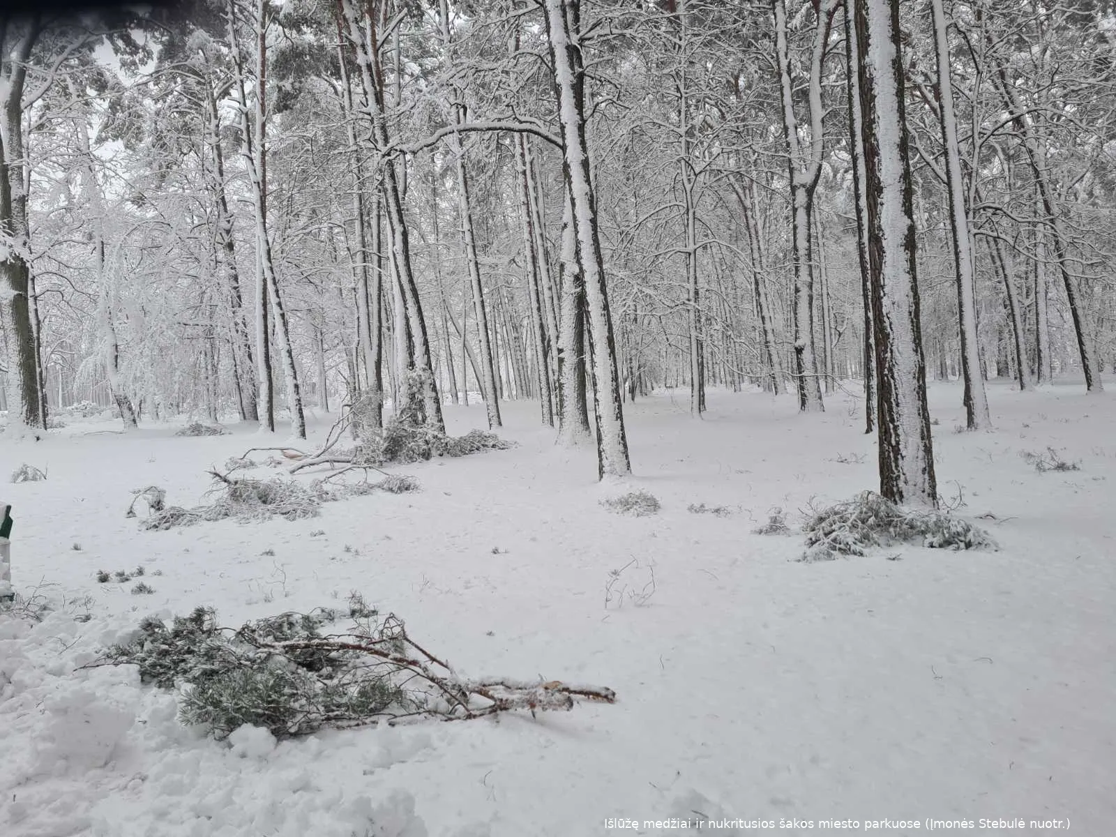 isluze medziai ir nukritusios sakos miesto parkuose imones stebule nuotr 2