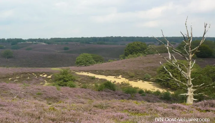 natuurcursus landschap