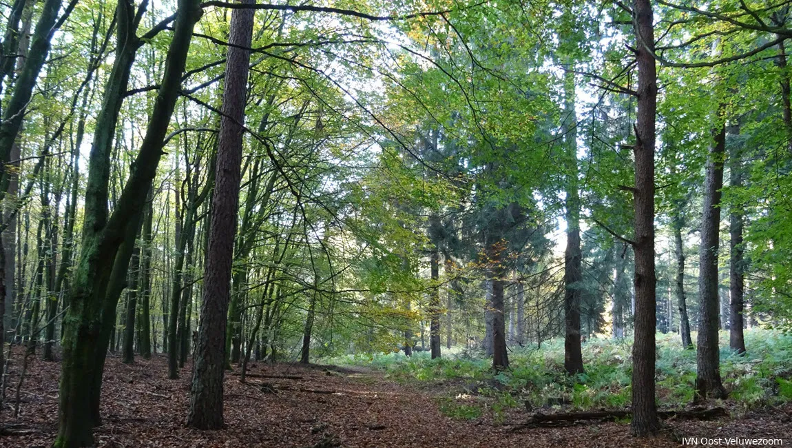 onzalige bossen ivn oost veluwezoom