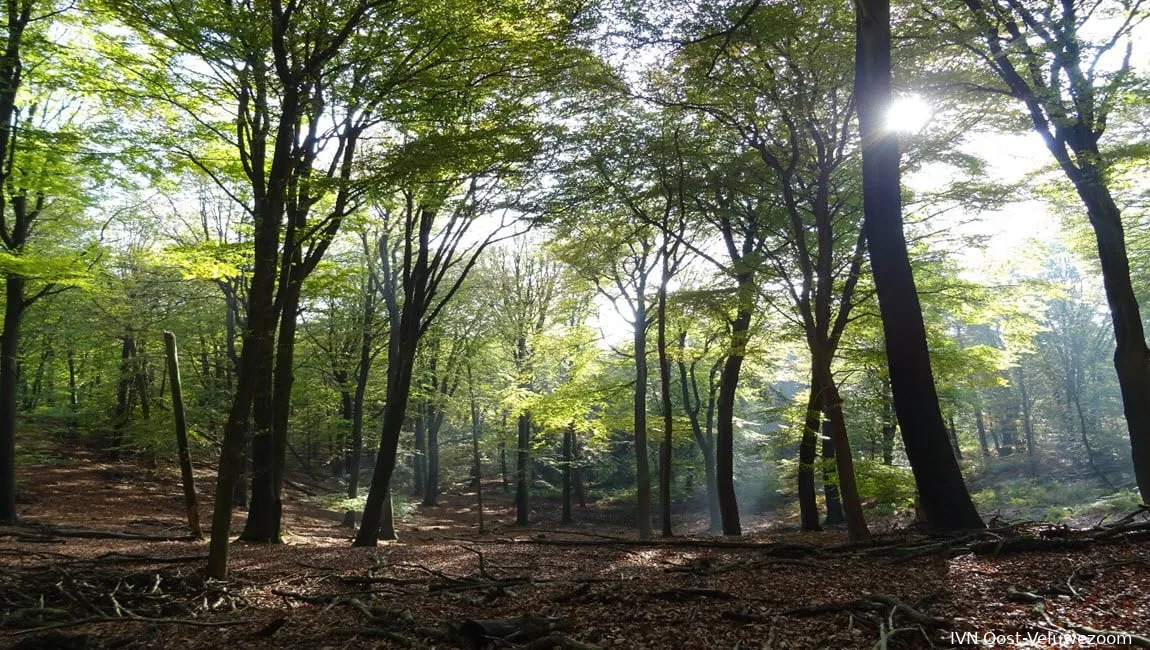 onzalige bossen ivn oost veluwezoom1