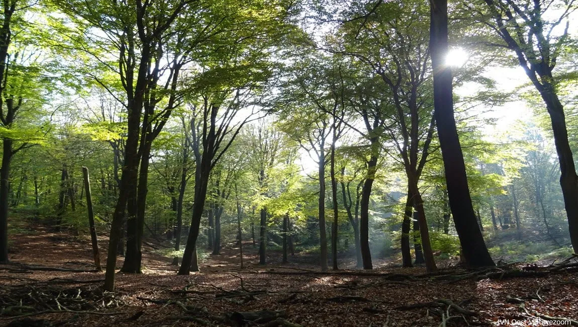 onzalige bossen ivn oost veluwezoom1