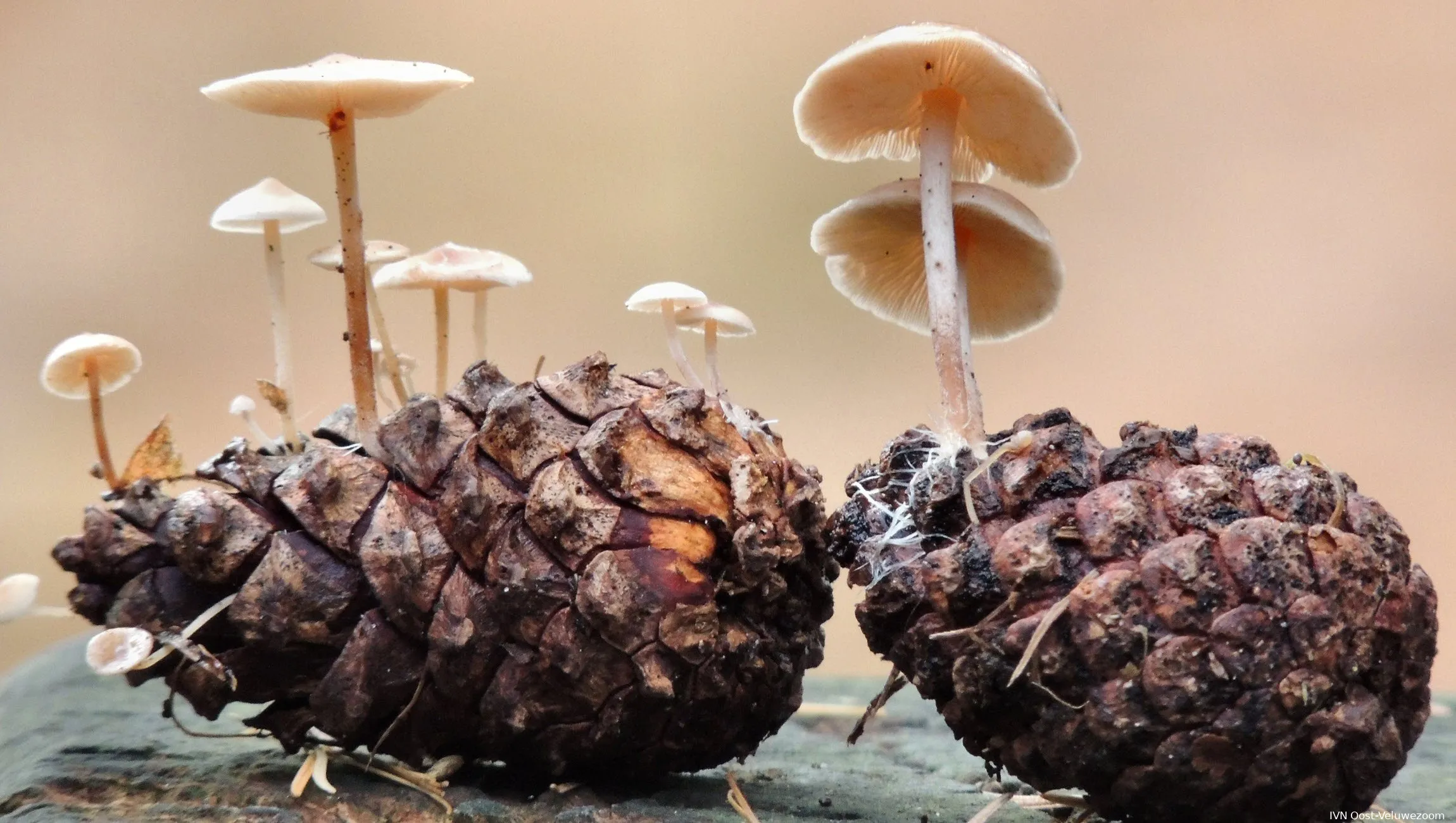 paddenstoelen ivn oost veluwezoom