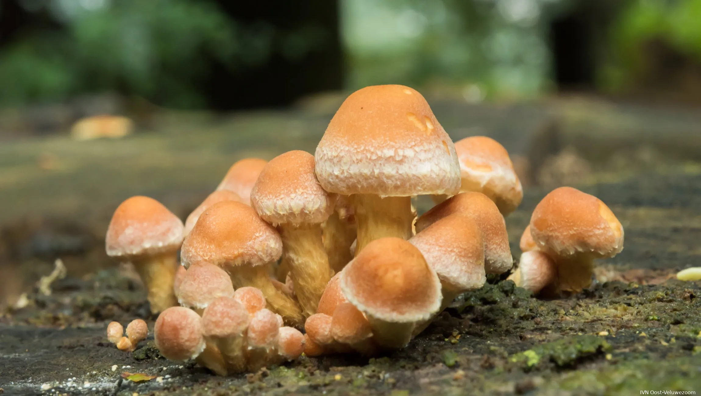 paddenstoelen1 ivn oost veluwezoom