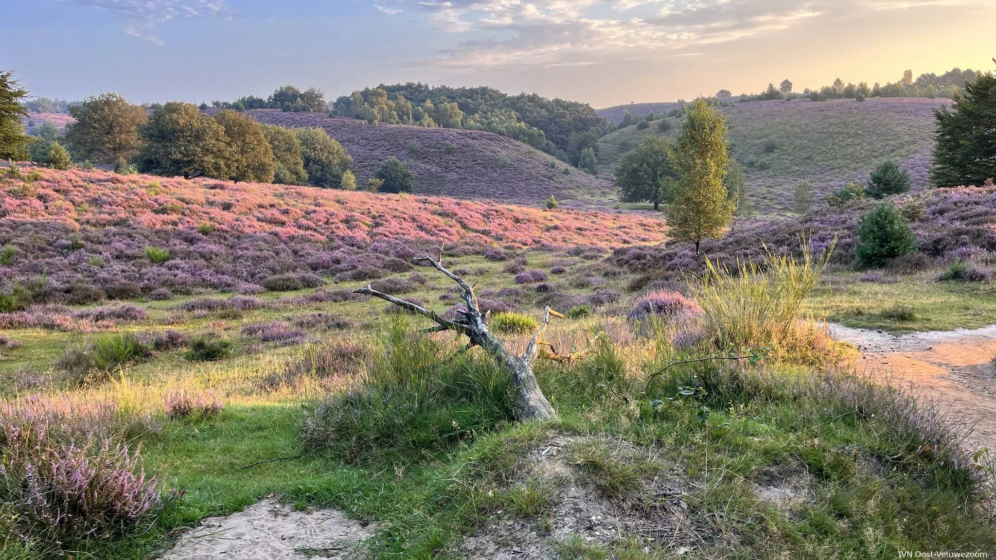 IVN Wandeling rondom de Posbank Rheden