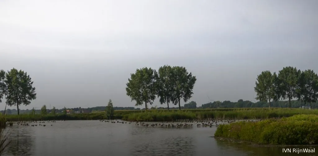 lingezegenivnrijnwaalnatuurwandeling in landschapspark lingezegen