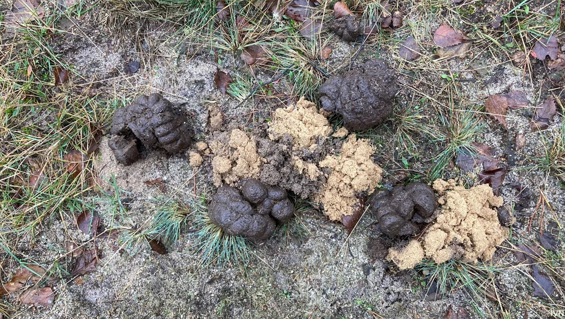 drol met zandhoop van kever ivn