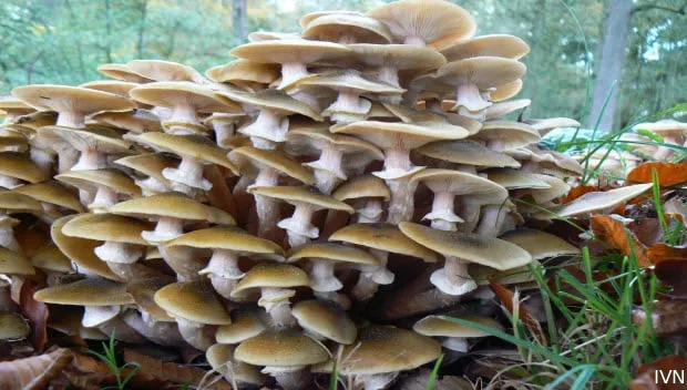 jmknmjiucc9qjkj4negwcmg3j paddenstoelen wandeling ivn