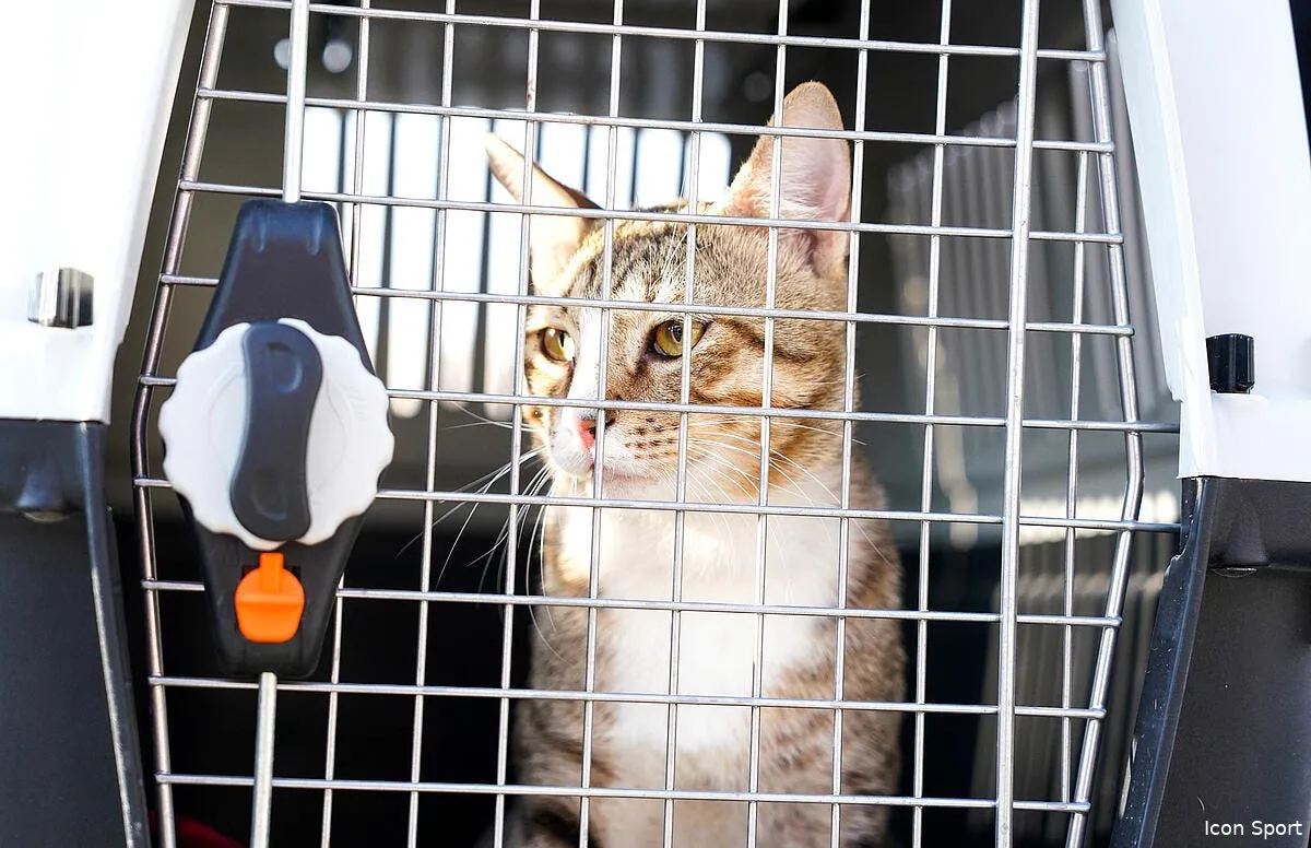 dave le chat la nouvelle star anglaise du mondial 2022 icon 70209492 354590