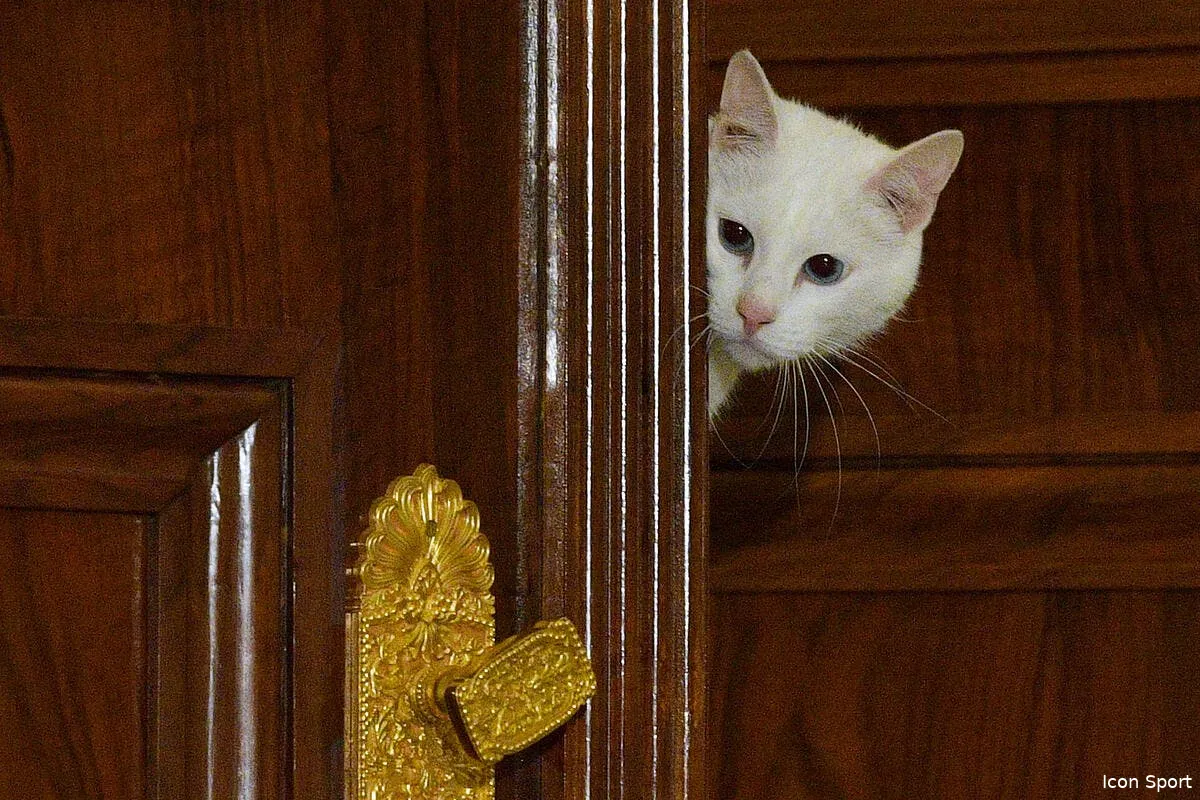 kurt zouma n a plus ses chats la spa anglaise a frappe icon sputnik 6570536 hr en 334383