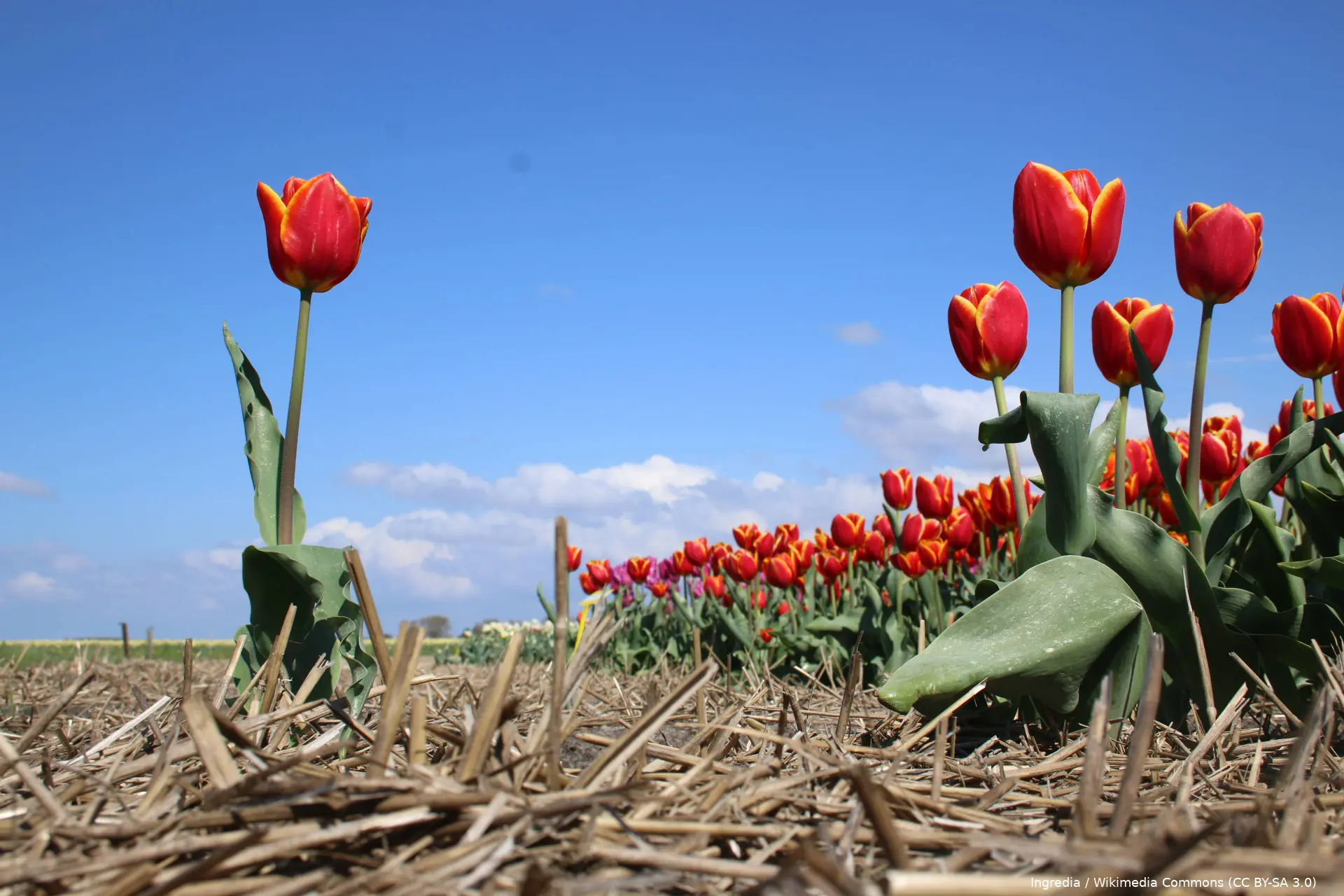 rode tulp