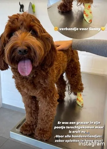 Bron: Instagram Stories (@sunny_doodlebear)