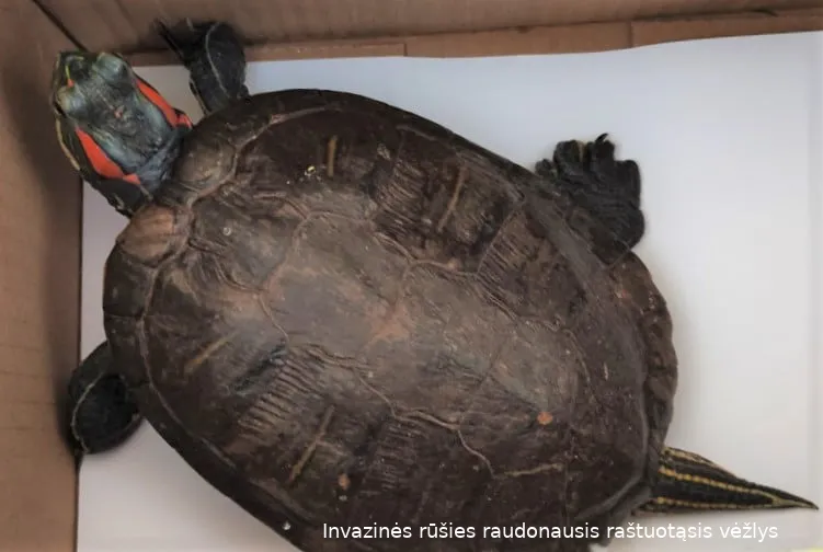 vezl1467 4bdb8057fa27dfc575038e0a7b76ab1asss