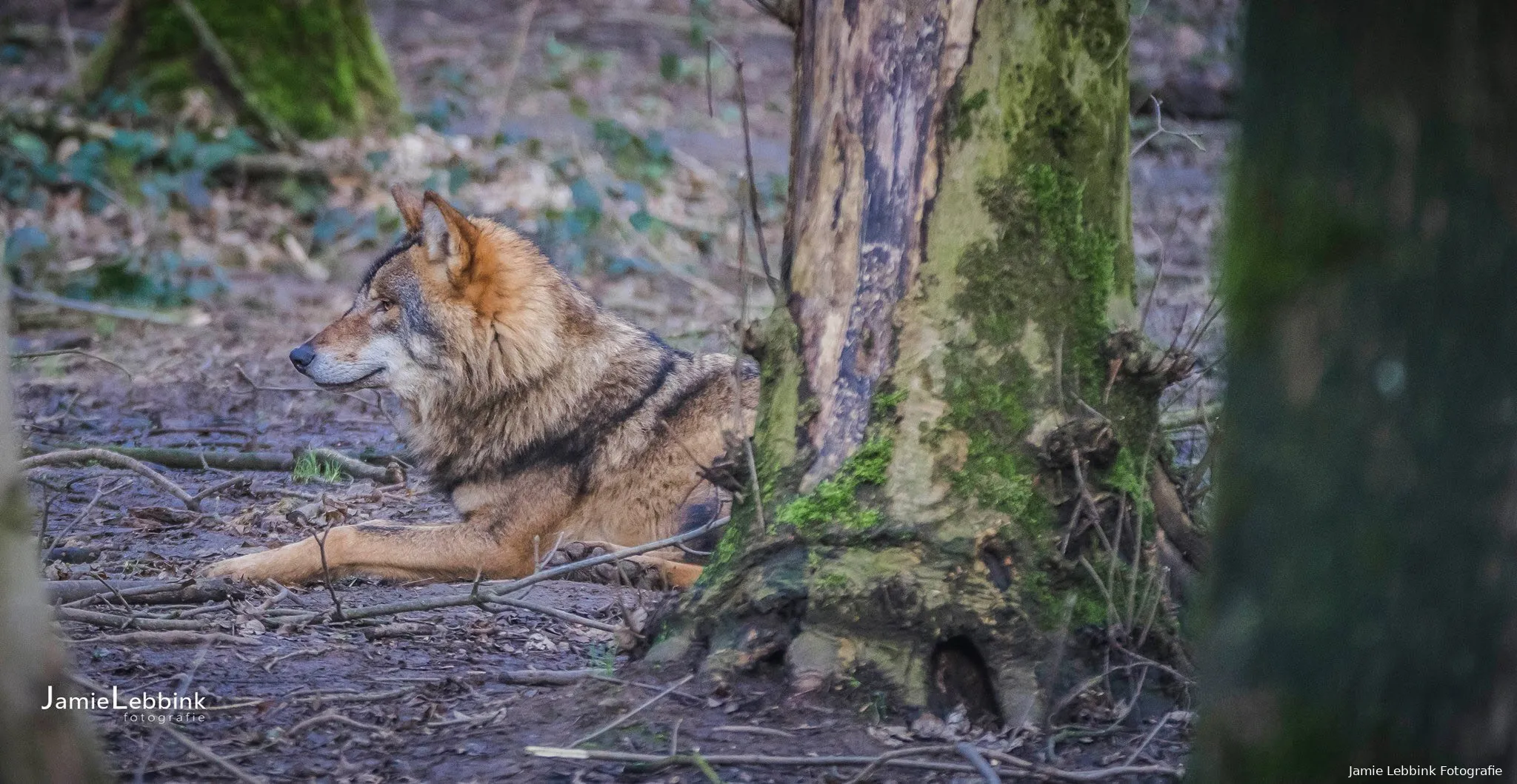 wolf jamie lebbink fotografie