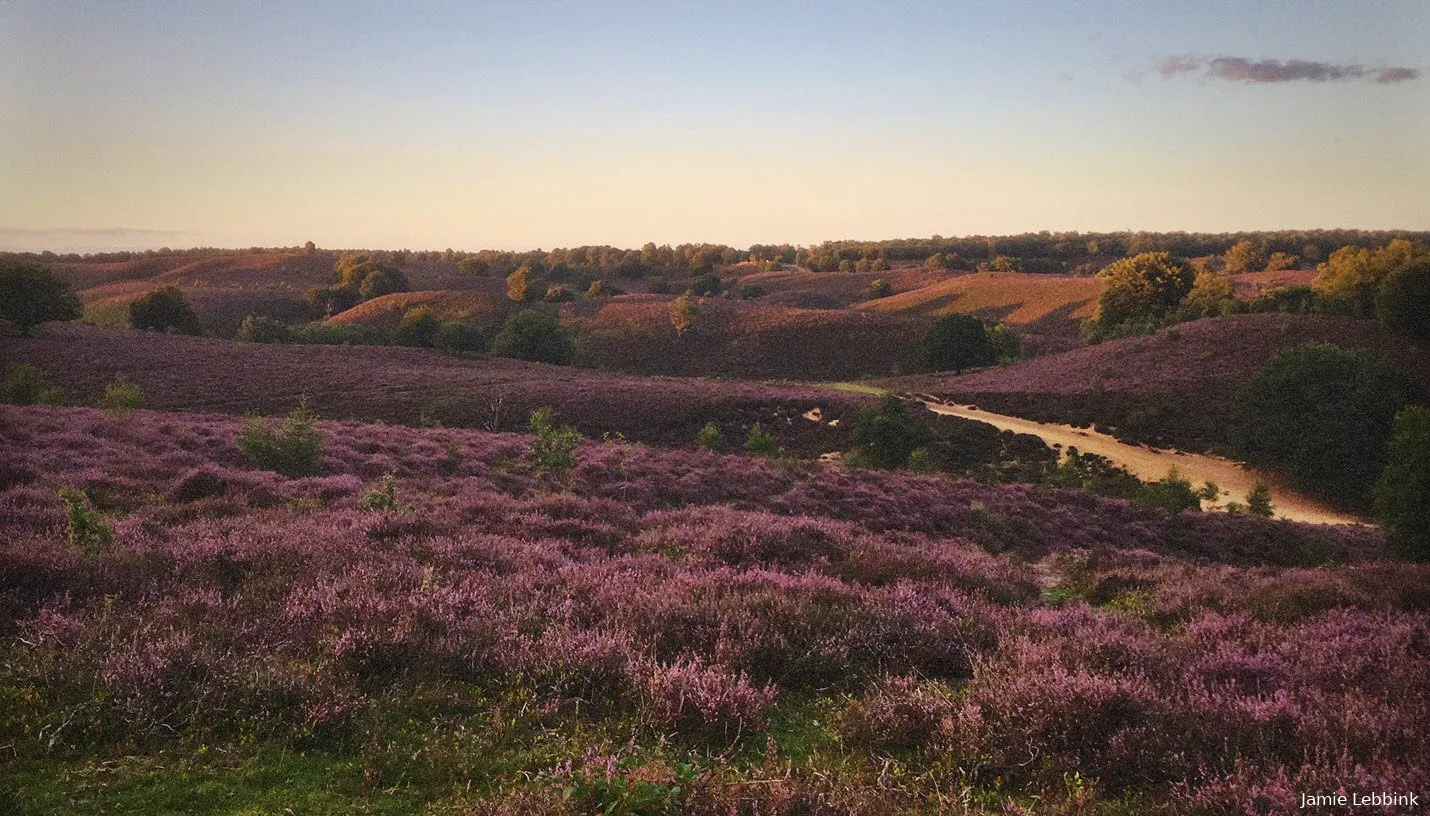 posbank bloeiende heide jamie lebbink fotografie