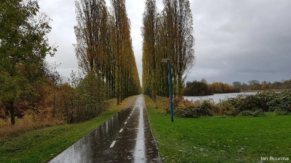 bomen en natuur kardinge