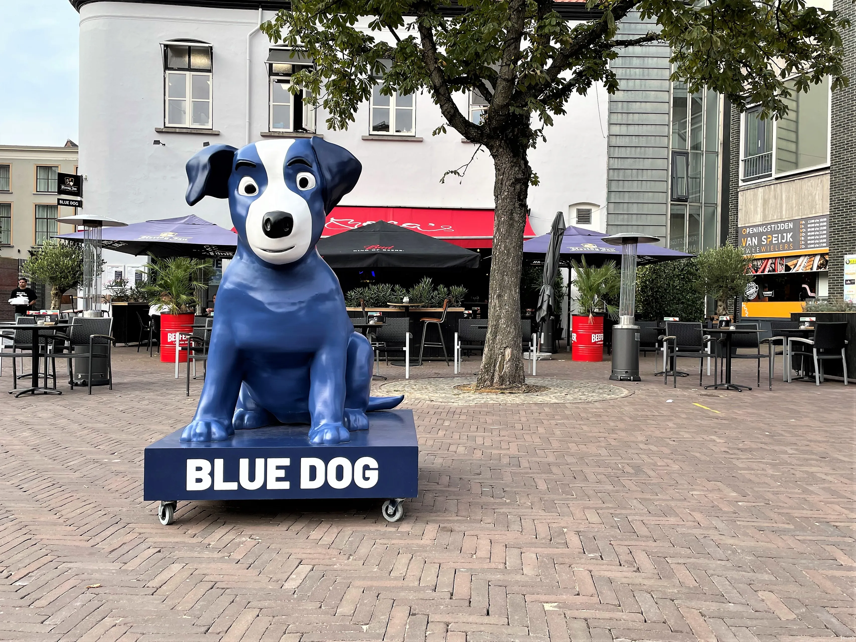 blue dog vooraanzicht