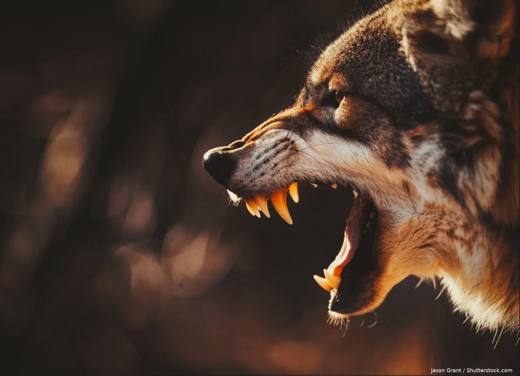 shutterstock_2565683583