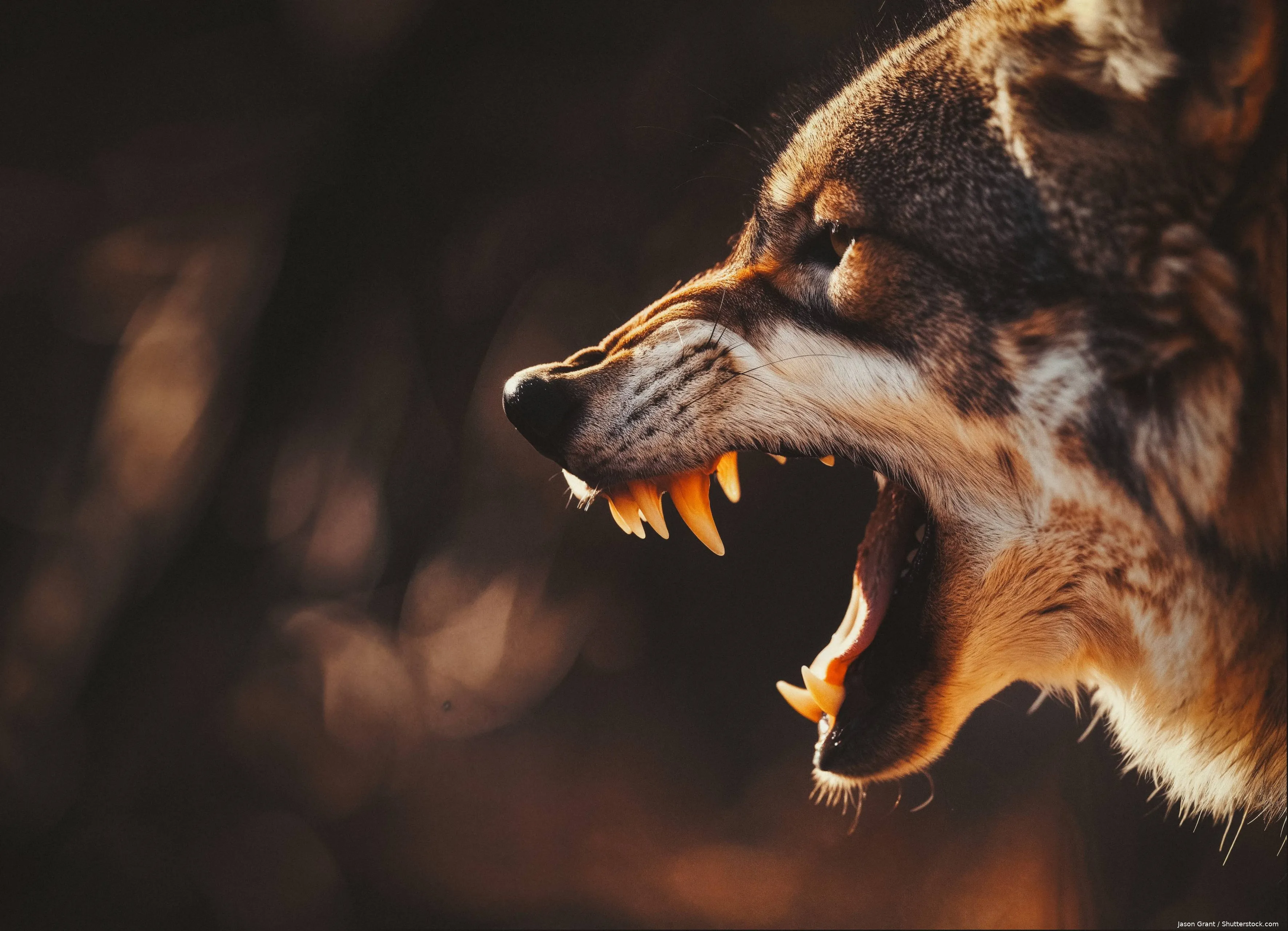 shutterstock_2565683583