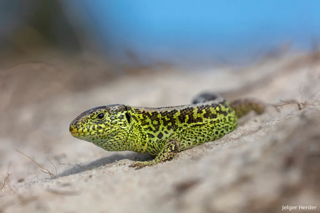 zandhagedis jelger herder 1024x683 1