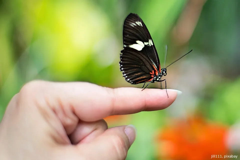 butterfly on finger jill111 pixabay
