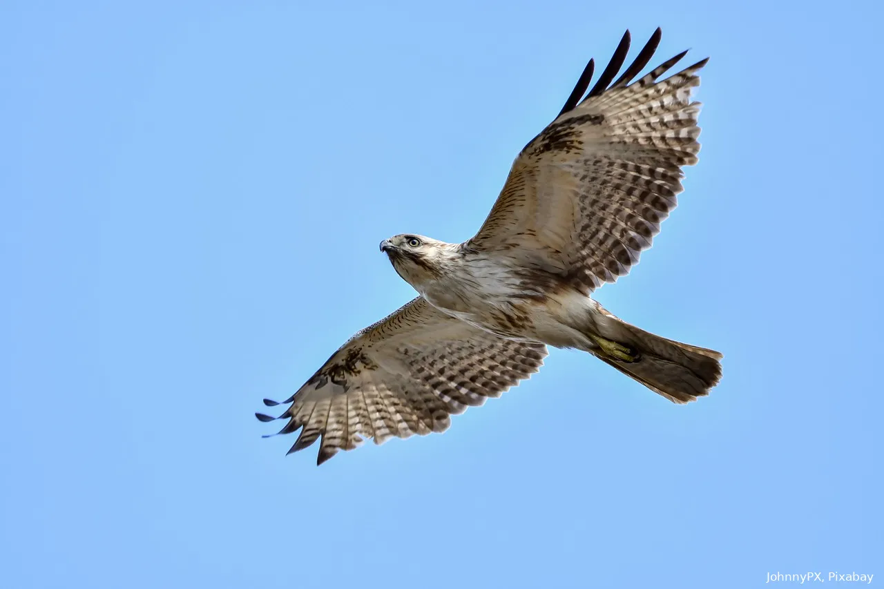 buizerd johnnypx pixabay