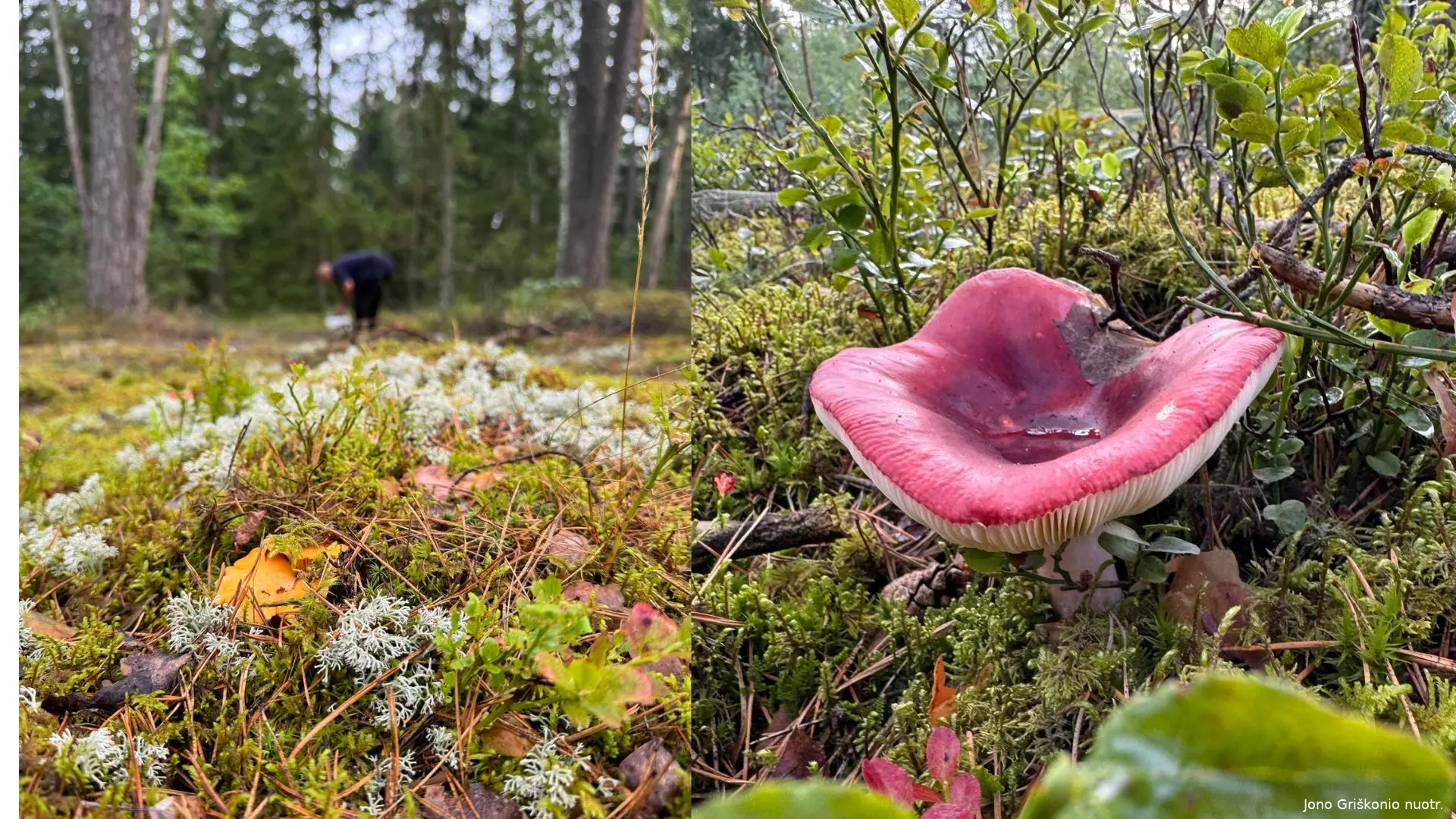 grybai