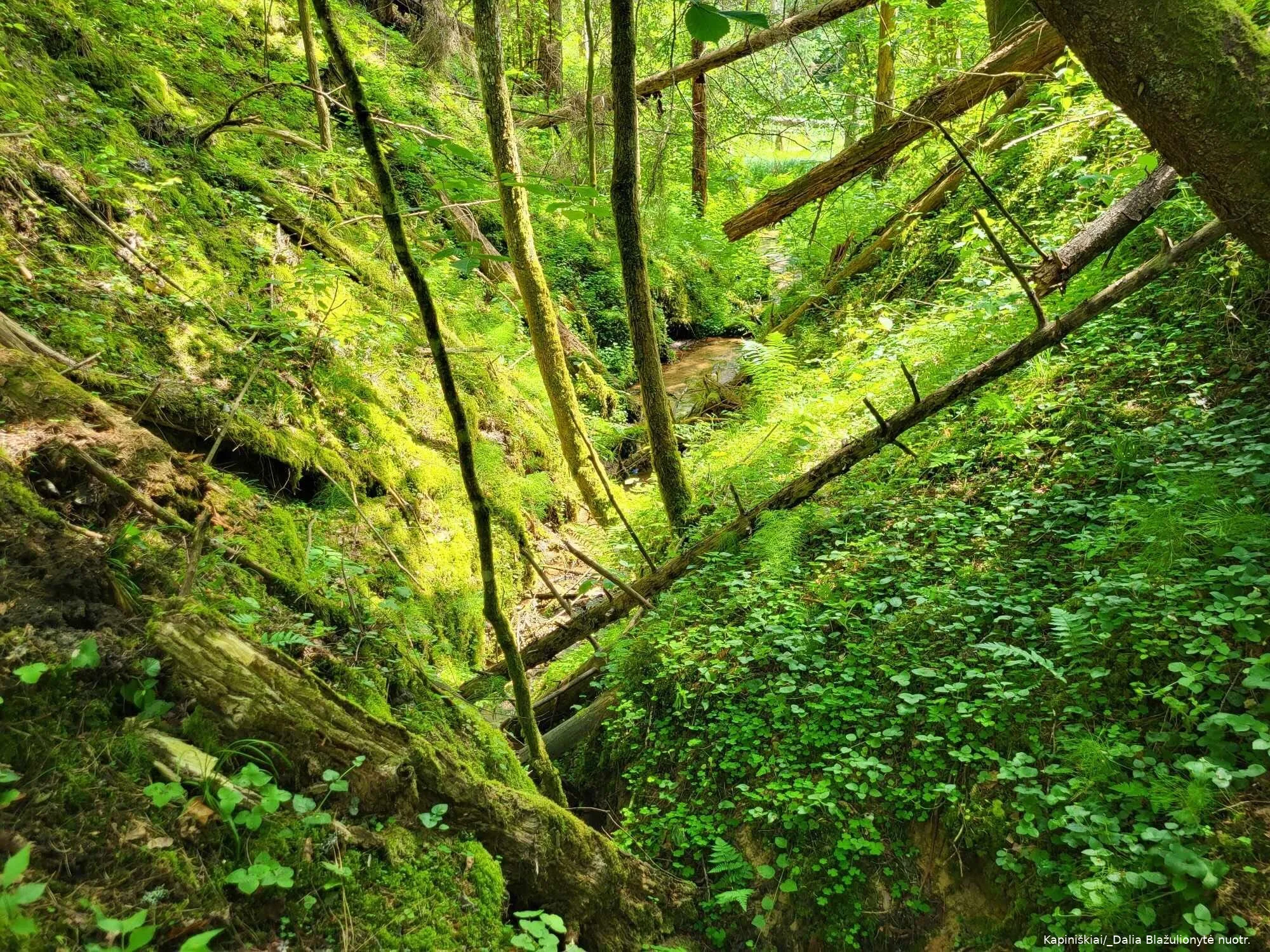 sengires fondas kapiniskiai dalia blazulionyte