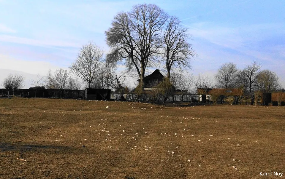 bokkedijk schapen 5