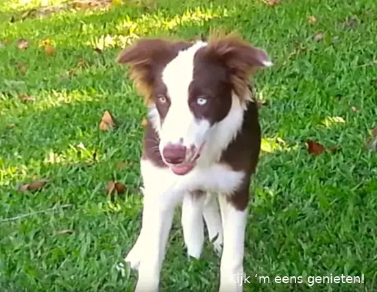 roxydog