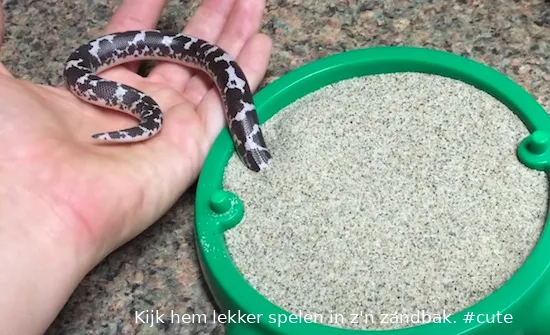 zandboa cute
