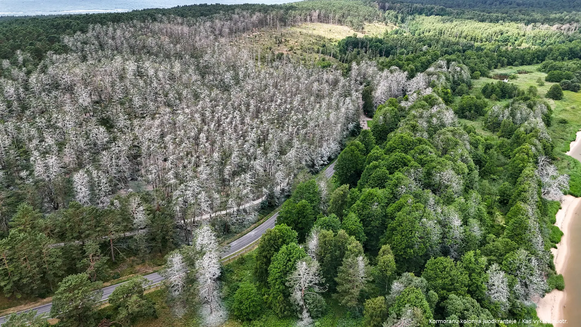 Kormoranų kolonija Juodkrantėje / Kas vyksta nuotr.