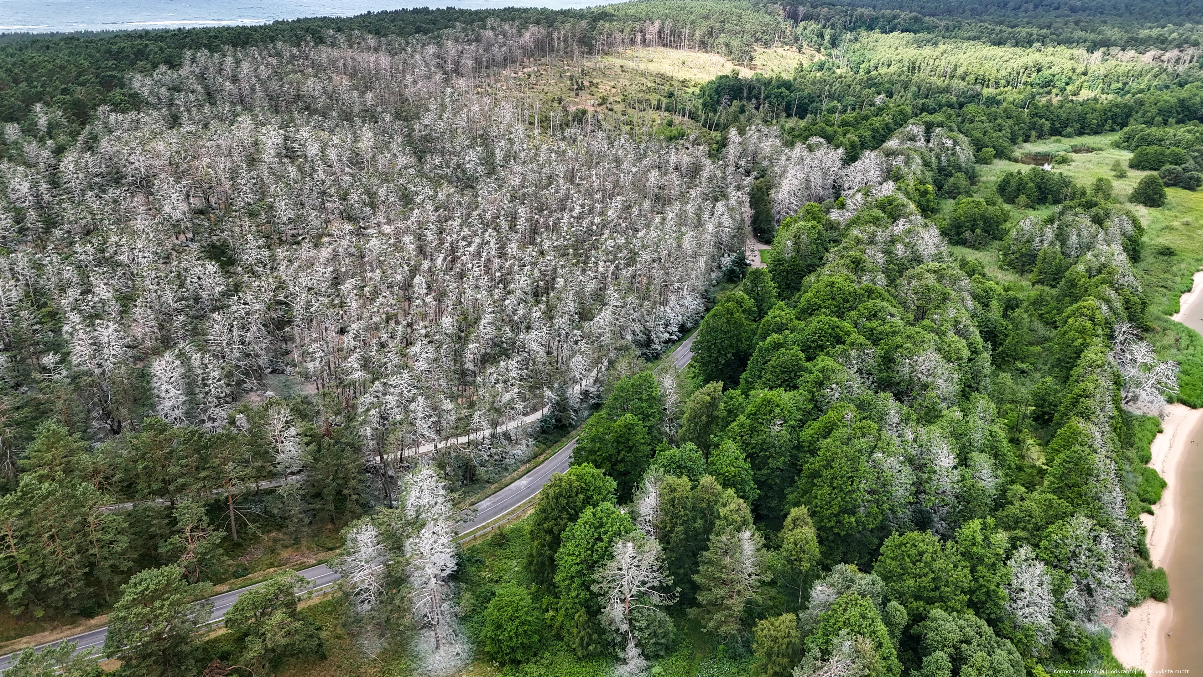 Kormoranų kolonija Juodkrantėje / Kas vyksta nuotr.