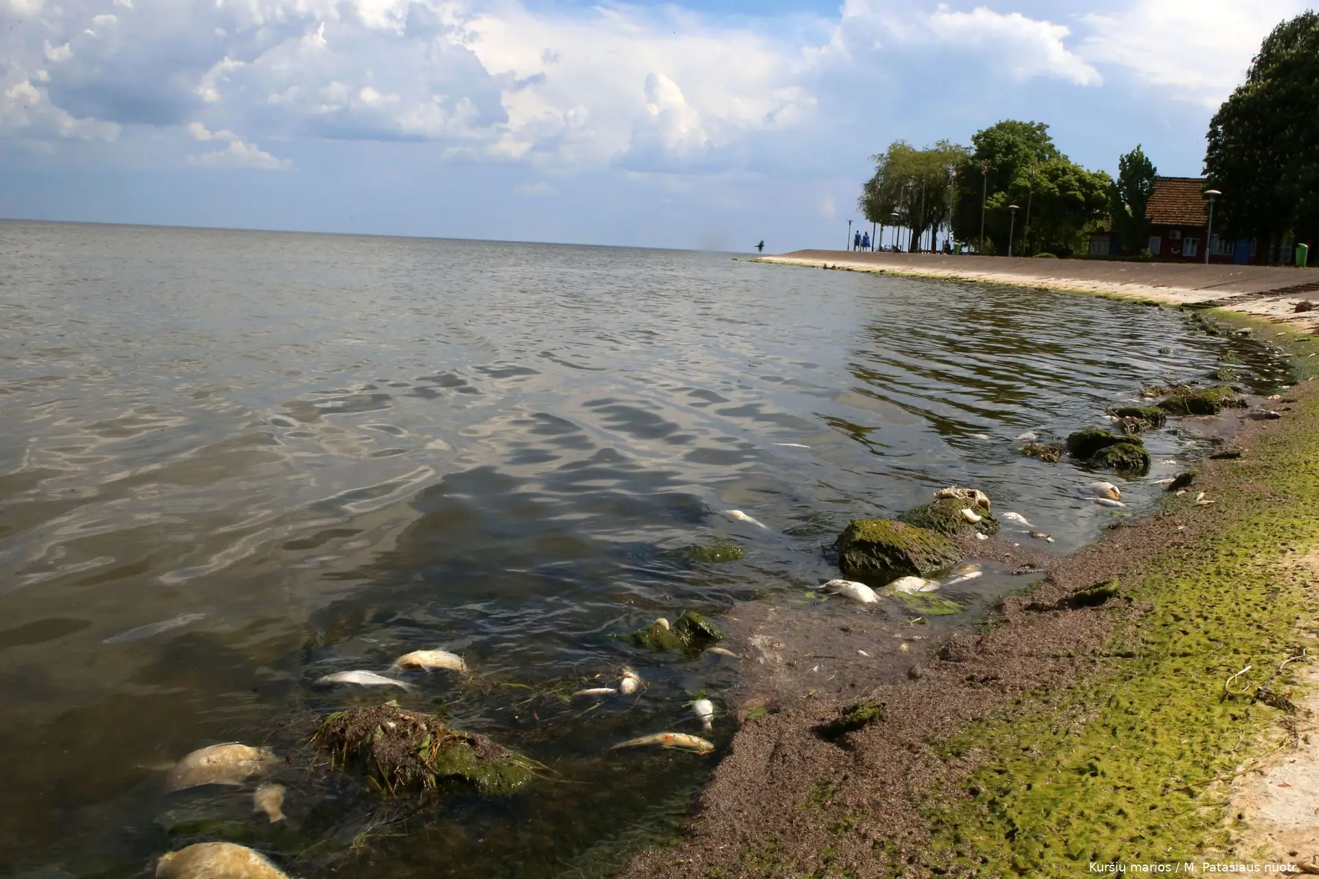 Kuršių mariose gaišta žuvys / M. Patašiaus nuotr.