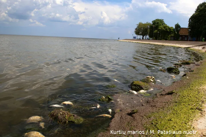 Kuršių mariose gaišta žuvys / M. Patašiaus nuotr.