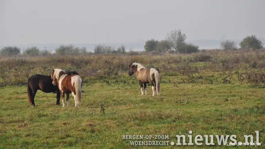 zoogdieren foto leo den heijer