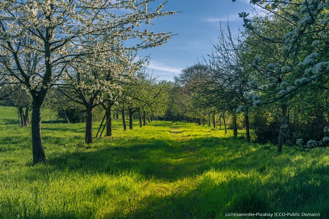 fruitbomen lente lichtsammler pb