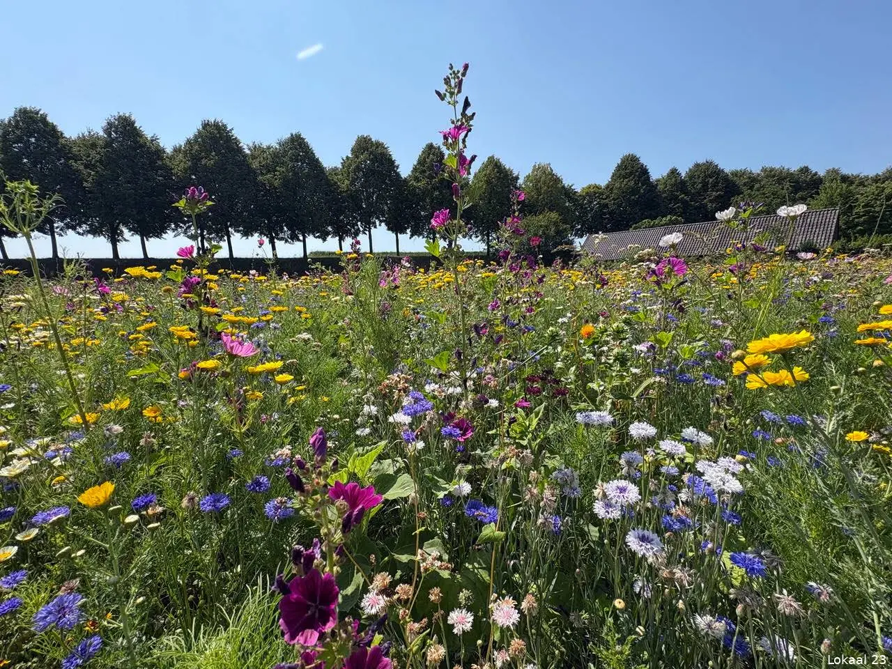 Grootste bloementuin van Heusden