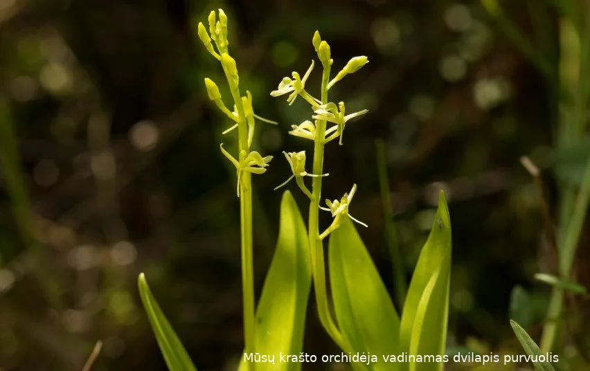 auskata4638 c7d6a115292ff12b5ccef95455dab678