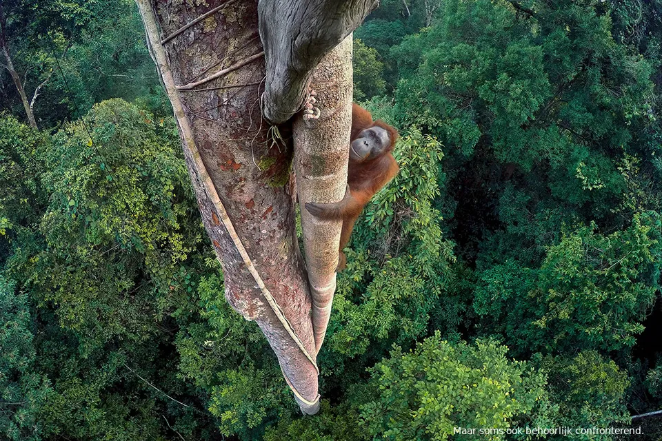 wildlife photographer year 2016 11
