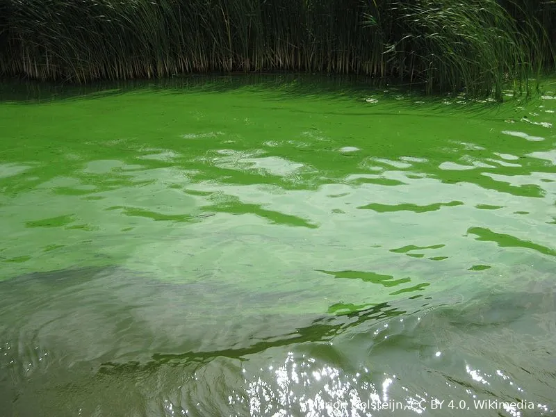 blauwalg in het kanaal alkmaar kolhorn marion golsteijn cc by 40 wikimedia