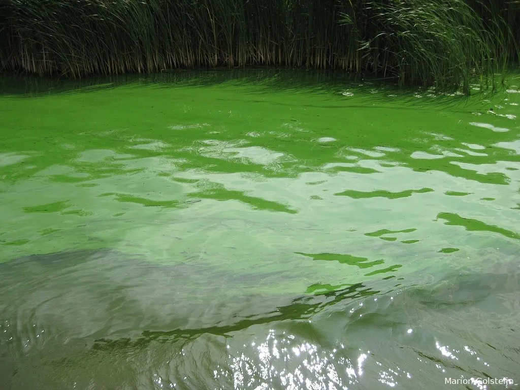 blauwalg in het kanaal alkmaar kolhorn