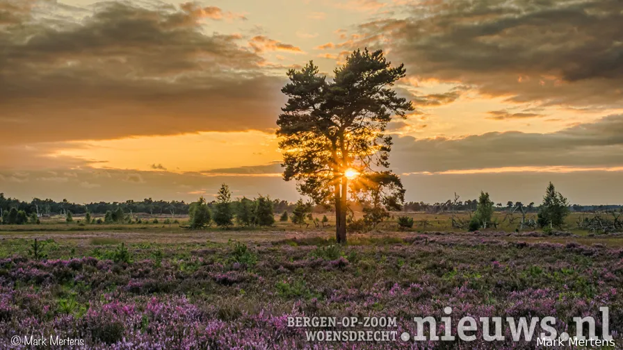 grenspark kalmthoutse heide foto mark mertens