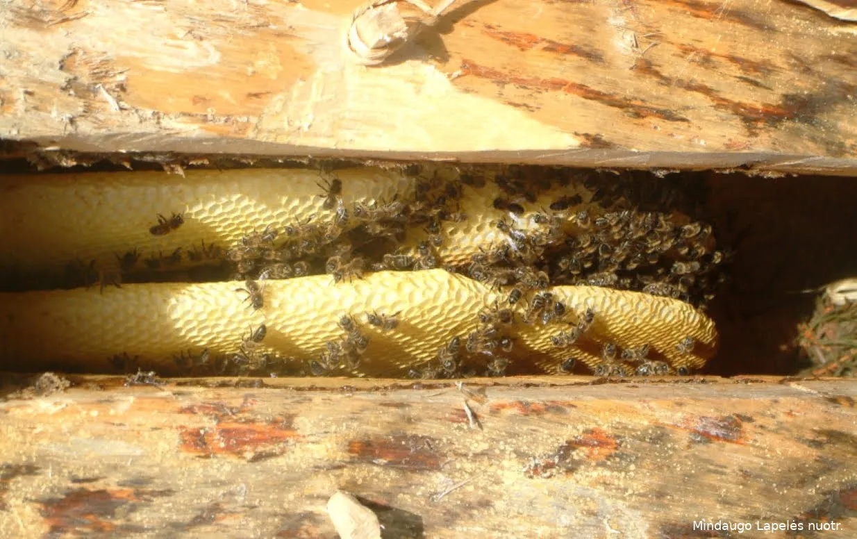 bit1614 796ee9c9044c0c0d3a82c538bc6ca578s