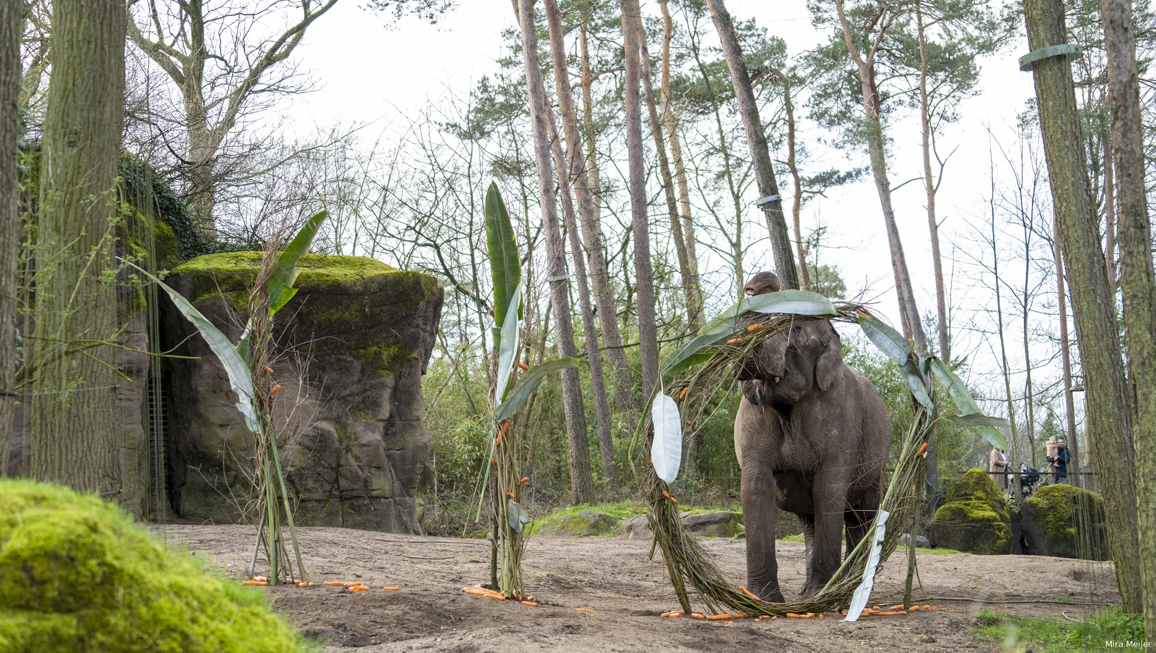 burgers zoo 110 jaar olifanten mira meijer 3 1