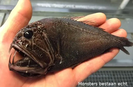 zeemonstersheader