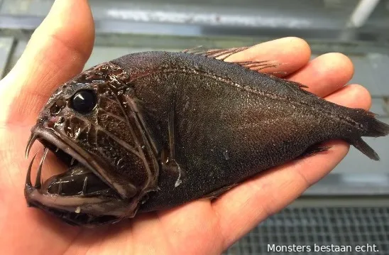zeemonstersheader
