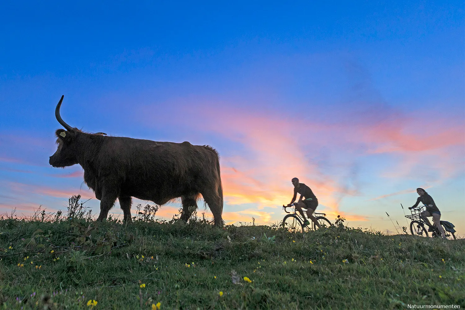 natuurmonumenten 90889 fietsers en hooglander 1 1