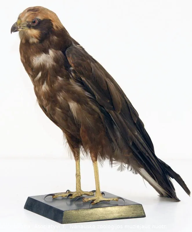 dgobj 7194534177278178499