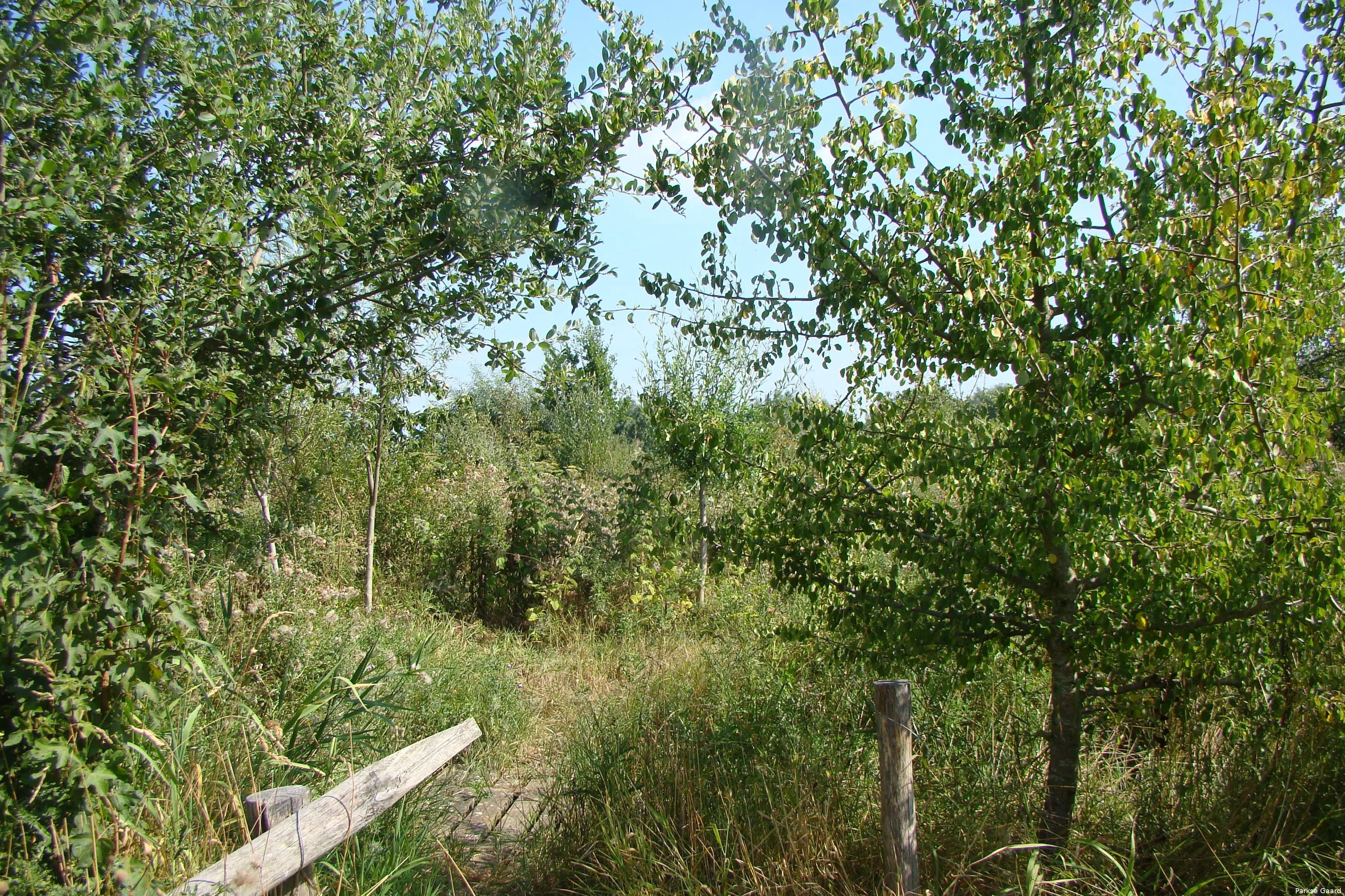 Kom een kijkje nemen in voedselbos De Parkse Gaard